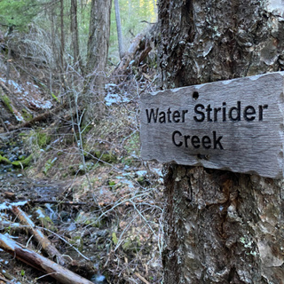 123: Winter Day Beside Water Strider Creek