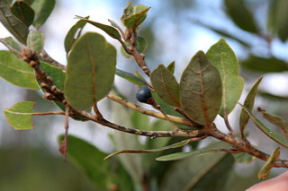Audio Article: Creole Healing Herbs