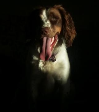 Dogs hunting the most valuable food in the world – with Karen Drummond .-.