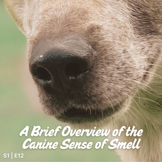 S1 I E12 A Brief Overview of the Canine Sense of Smell