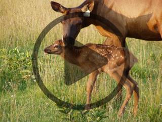 Ep. 190 What to Know about Elk Farming
