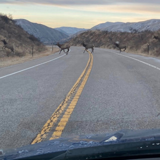 Drivers beware big game on the road