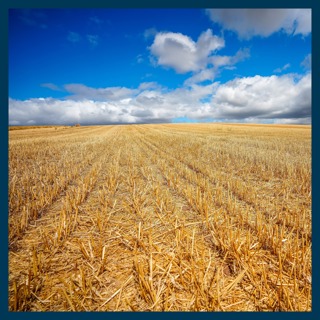 Why this summer's drought could lead to food shortages