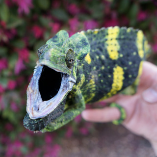 Ep 82: Holding Angry Chameleons