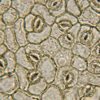 Below-ground hydraulics control stomatal closure