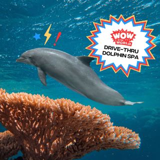 Drive-Thru Dolphin Spa (3/10/25)