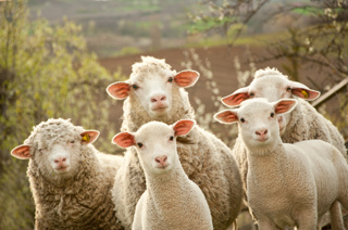 Ep. 78 Sheep and Their Fleece, Part I