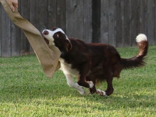 121: Dealing with Over-Arousal in Dog Agility