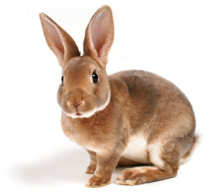 Podcast #209: Rabbit Done Died