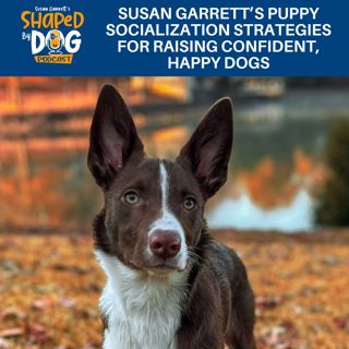Susan Garrett's Puppy Socialization Strategies For Raising Confident, Happy Dogs #246
