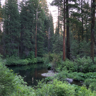 Episode 43: Summer Morning on the Upper McCloud River