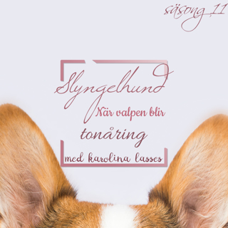 Slyngelhund - När valpen blir tonåring