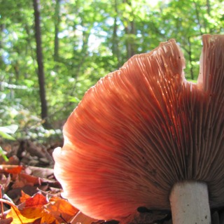 FE Making the Most of Microbes with Emma Sayer and Ken Thompson