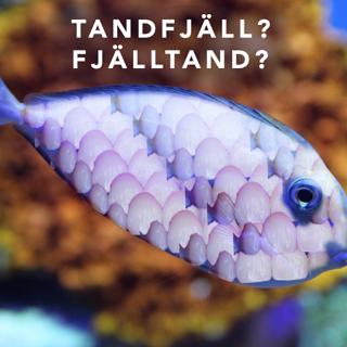 Kaos i Mecka, Svensk Politik, Båten i Kenya, Uddevallamorden och Fiskemalj