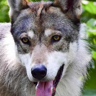 Ovanliga djur och vanliga djur på ovanliga platser