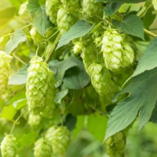 WSET Level 2 in Beer Preview Sample Pack