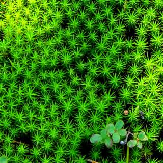 Mossfrossa, sidensvansar och klimatforskning i naturskogen