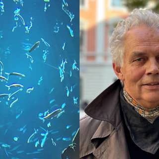 Därför får nya fiskekvoter för sill och strömming kritik