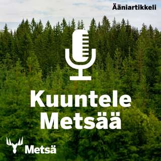 Sääksi viihtyy maisemakonttorissa