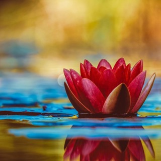 Best of Awake in the World: Lotus Sutra, Part 4