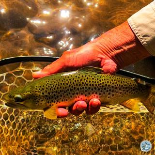 S7, Ep 96: The Art of the Dry: Mac Brown's Winter Fishing Insights