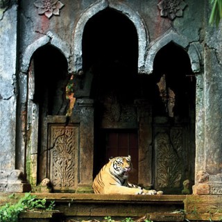 Ep. 492 - Tigers Medicine and the Soul