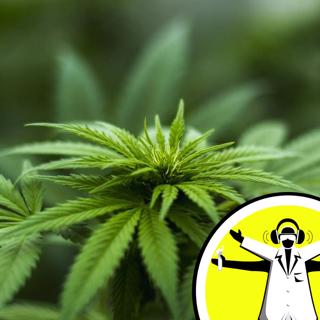 Medicinal Cannabis: Weeding Out The Hype