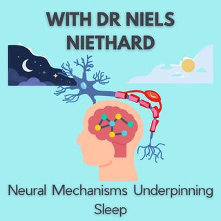 S4E1 - Niels Niethard - Neural mechanisms underpinning sleep