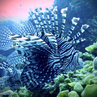 FE: Lara Ferry talks to Lillian Tuttle about differential learning by native vs invasive predators