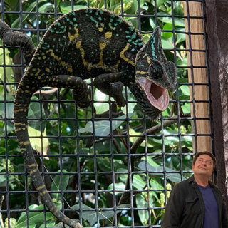 Screen Walking Chameleons