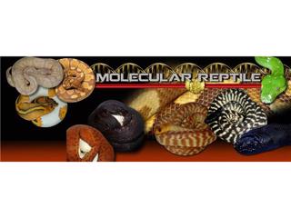 Ryan Young of Molecular Reptile talks CHONDROS!! on 2/1/15 at 9pm EST