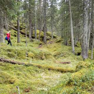 Propagandaanklagelse mot SVT:s skogsdokumentär, Mitt i bråket mellan DN och Claes de Faire, Ökande priser för journalistvisum i Afrika