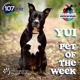 a2VV: HSHV Pet of the Week 10/16/25