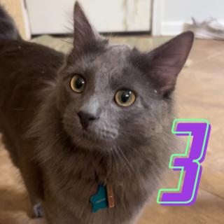#26 - The Ultimate Dorito ACP Bracket Tournament Bash