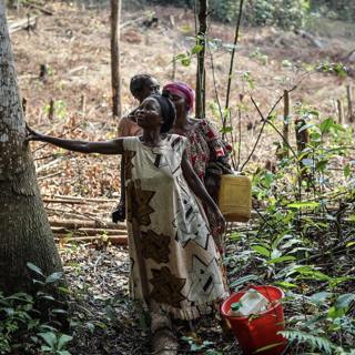 Indigenous and local communities regain millions of hectares of land via successful legal effort
