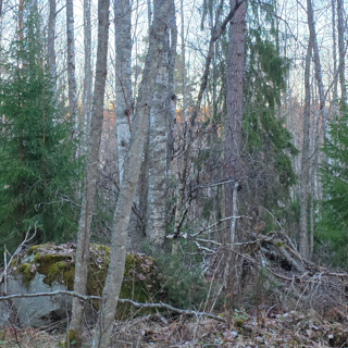 Guardians of the Ancient Forest: The Woodpecker Couple's Morning Call