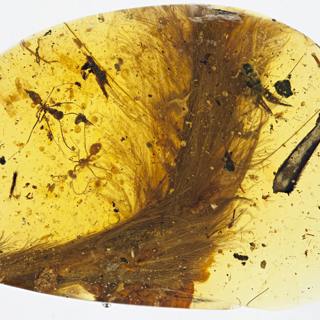 Dinosaur bones: How do we know their age?