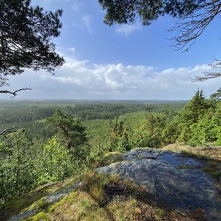 Kyrkans skogar