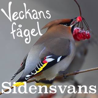 Sidensvans