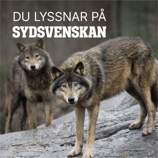 Har varghatet kommit till Skåne?