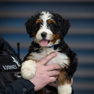Strider the bernedoodle begins therapy work at Thunder Ridge High School