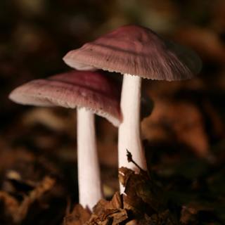 Hidden Worlds: From Fungal Networks to Literary Landscapes
