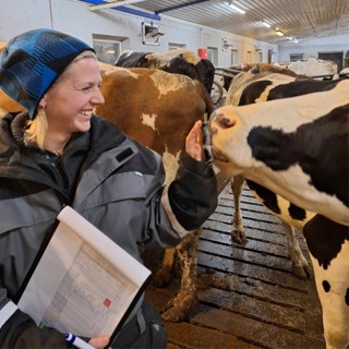 Slik lykkes du med Holstein-avl