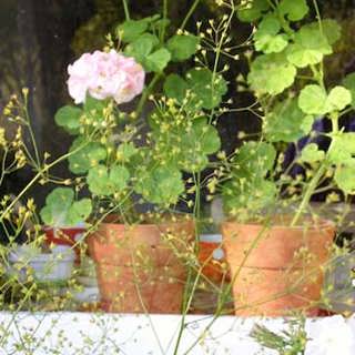 Var ställer du blommorna?
