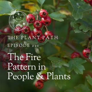 🔥 The Fire Pattern in People & Plants