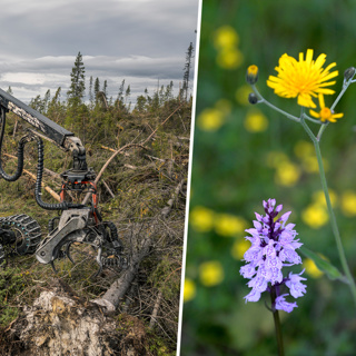 Orkidéer och fridlysta växter får skogsmaskinsförarna att svettas