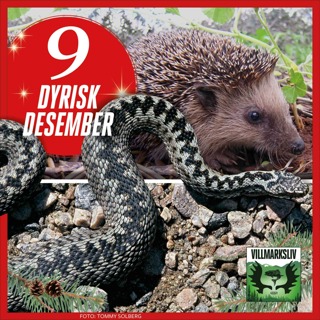 Dyrisk Desember 9: Piggsvinet - fryktløs og søt