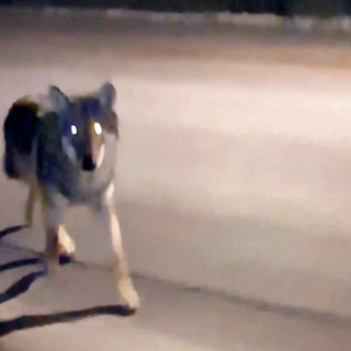 Ulven har tager 1200 dyr. Her frygter de, at den går efter mennesker