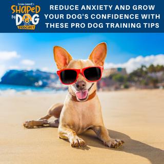 Reduce Anxiety and Grow Your Dog's Confidence with These Pro Dog Training Tips #79
