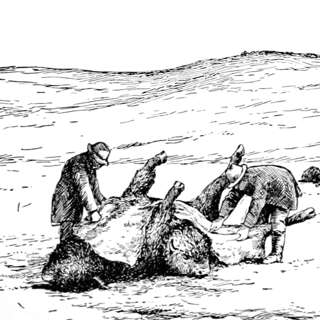 Survival and Suspense in the Wild West: Josiah Wright Mooar's Thrilling Adventure into Frontier Life and Buffalo Hunting